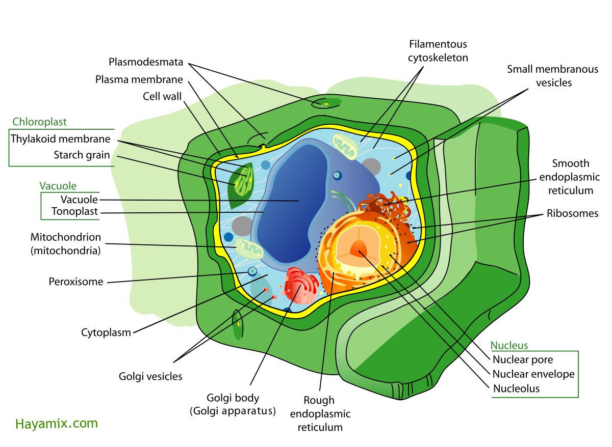 في الخلايا النباتية يتخصر الغشاء الخلوي في الوسط صواب خطا