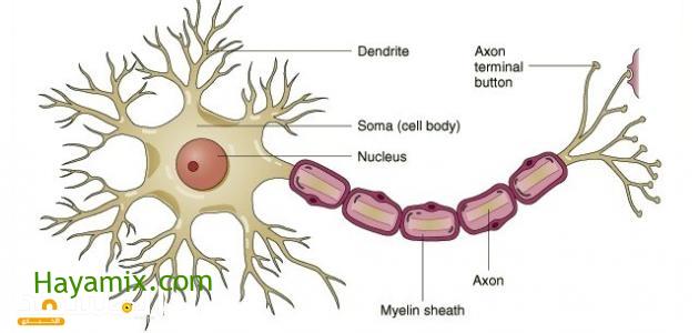 تتكون الخلية العصبية من جسم الخلية وشجيرات عصبية ومحور أسطواني