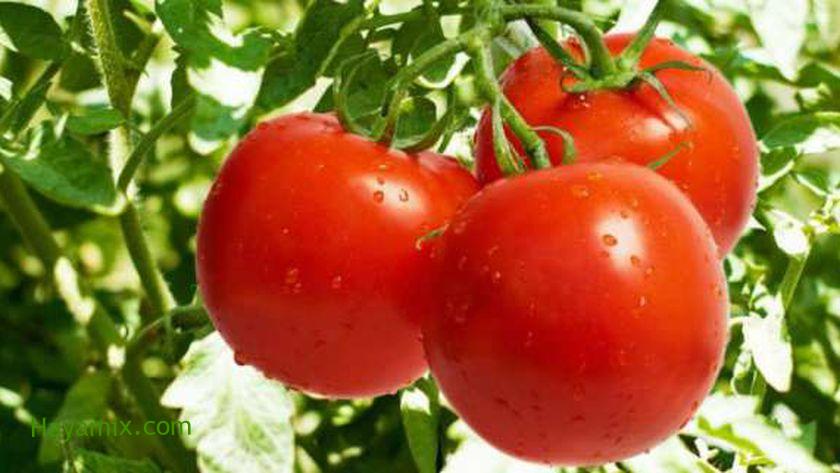 أسعار الطماطم في سوق العبور اليوم.. تختلف بحسب الجودة