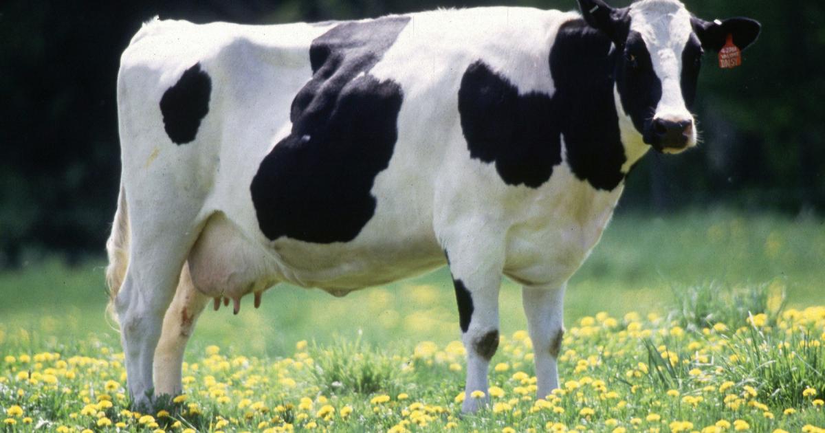 ألمان ينجحون في تدريب الأبقار على استخدام “دورات المياه”