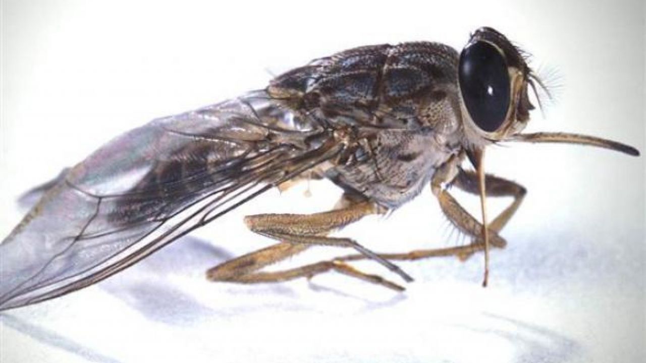 من الأمراض التي ينقلها ذباب المنزل؟