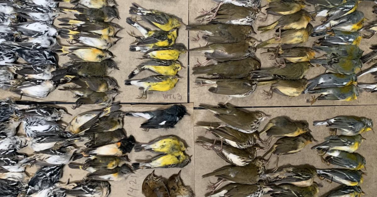 شاهد: الكشف عن سبب نفوق مئات الطيور المهاجرة في نيويورك