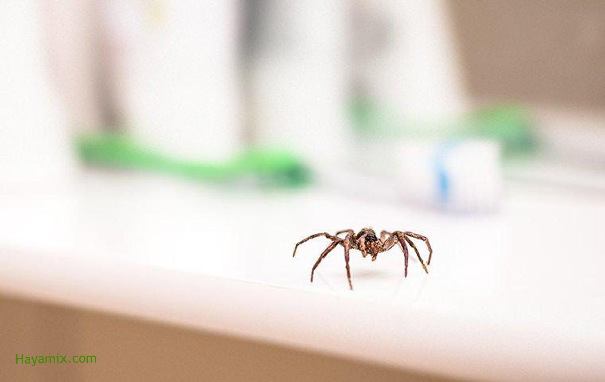 كيفية التخلص من العناكب بطريقة سهلة ومتوفرة في منزلك
