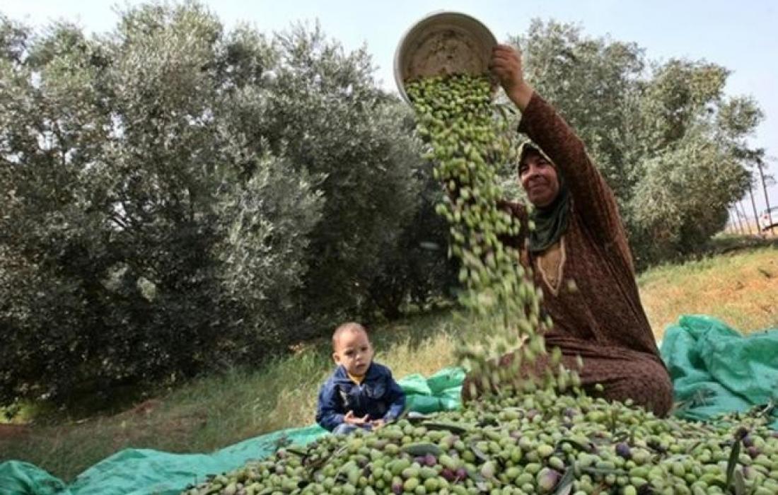 الزراعة بغزة: نسبة انتاج الزيتون لهذا العام تغطي 35% من احتياج القطاع