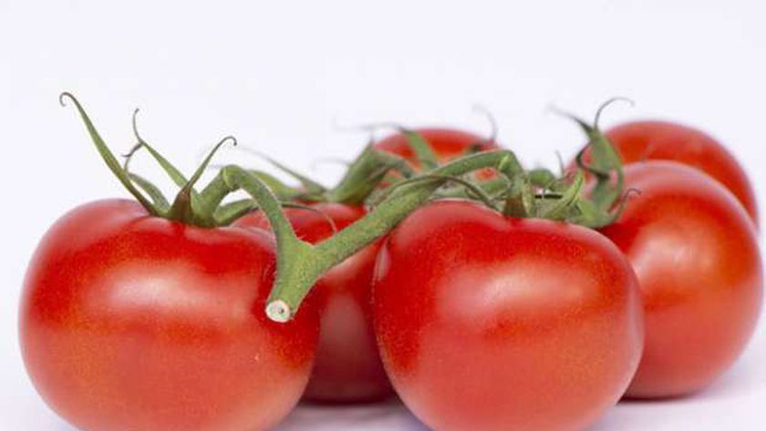 أسعار الطماطم اليوم الأربعاء 10 نوفمبر 2021 في الأسواق