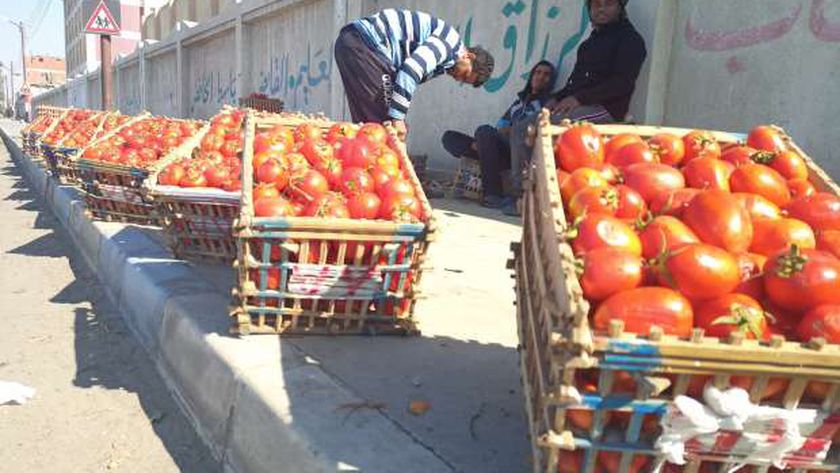 مجنونة ياقوطة.. تراجع كبير في أسعار الطماطم بالأسواق