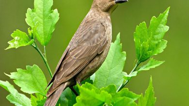 الطيور تستخدم الجلد والخياشيم للتنفس صح أم خطأ