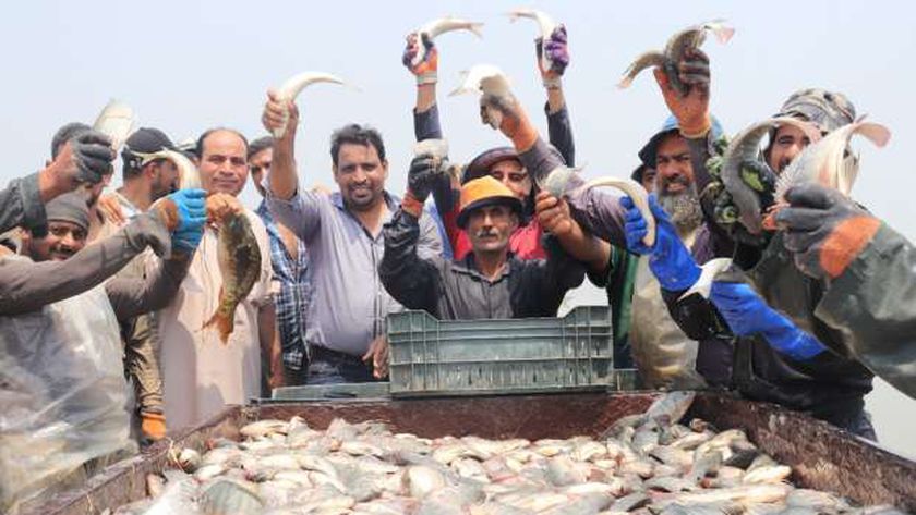 مستورد: مصر تحقق الاكتفاء الذاتي من بروتين الأسماك ونصدر 35 ألف طن