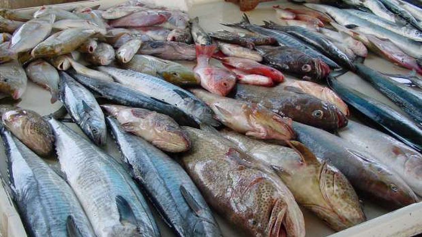 أسعار السمك اليوم الاثنين 6-12-2021 في سوق العبور
