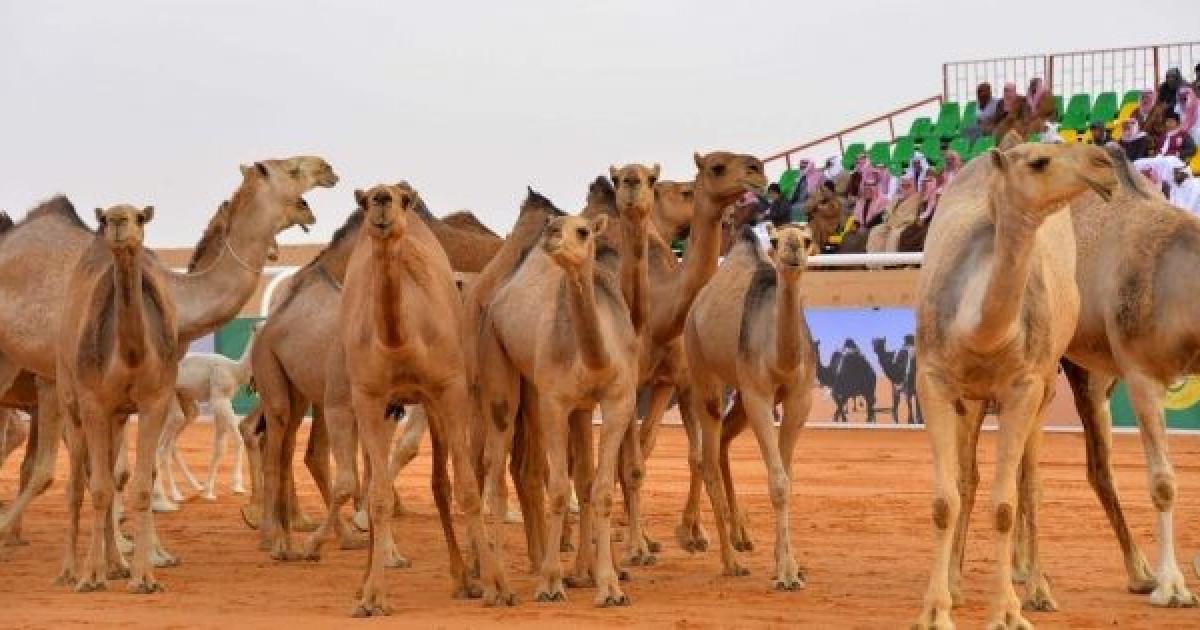 إدارة مهرجان الملك عبدالعزيز للإبل تصدر قرارات جديدة مع إنطلاق النسخة السادسة