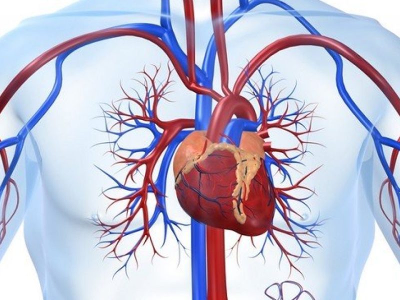 ما الذي يحدث للدم في جهاز القلب والرئتين الصناعي
