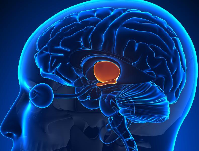 ما الجهاز العصبي الذي تسيطر عليه منطقة تحت المهاد في الدماغ