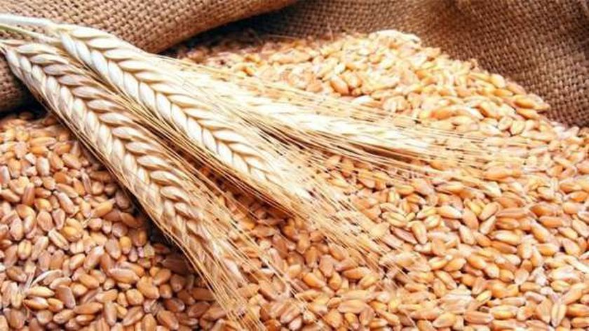 أسعار القمح 2022 قبل شهر من بدء موسم الحصاد.. الإردب يصل لـ885 جنيها