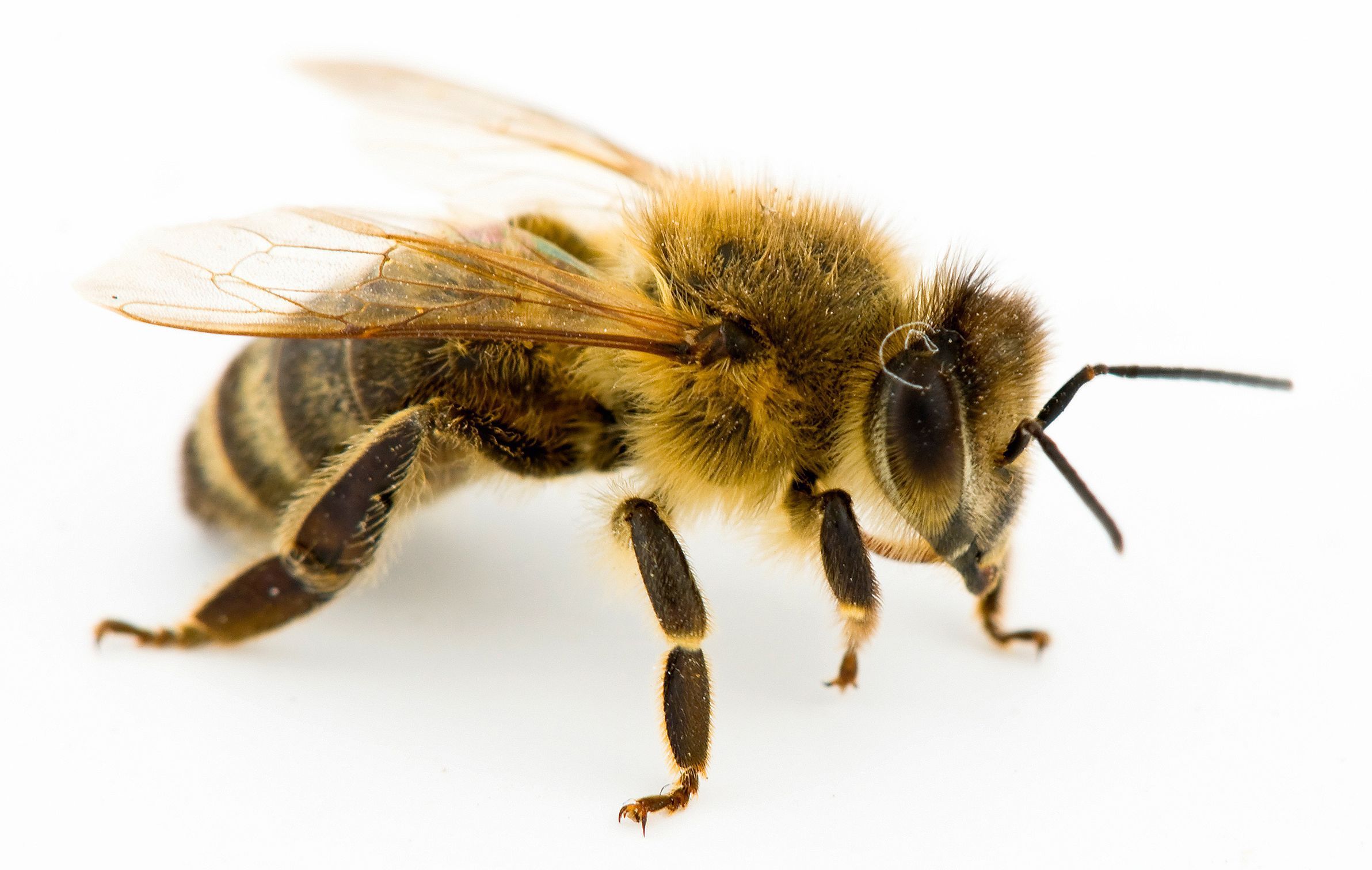 ماذا يسمى صوت النحل