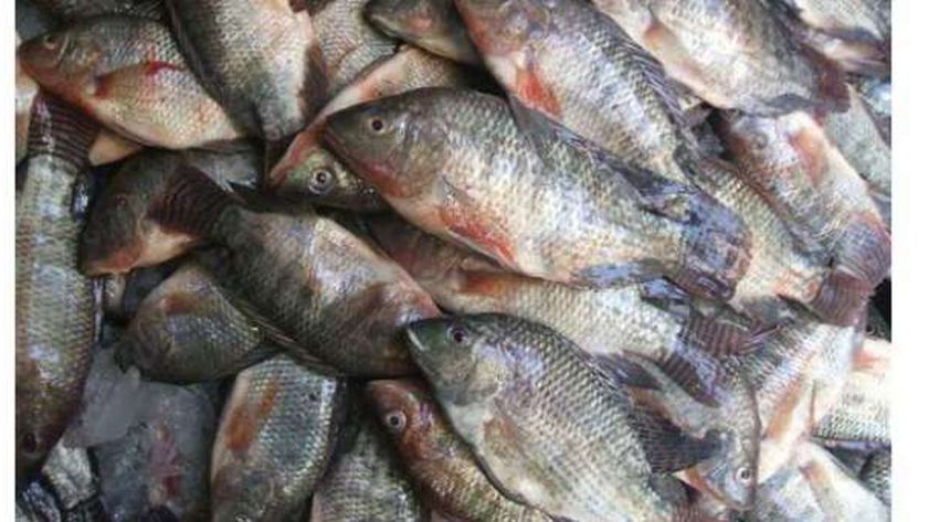 أسعار السمك البلطي اليوم الأحد 15 مايو في الأسواق والمحلات