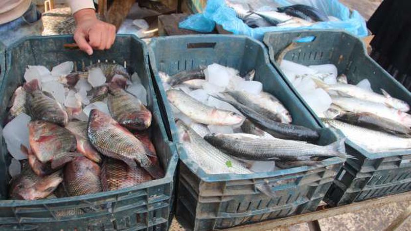 انخفاض أسعار الأسماك في الأسواق المصرية.. البلطي بـ35 جنيها