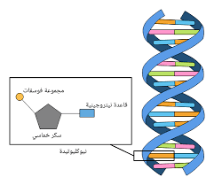 ما مكونات الحمض النووي