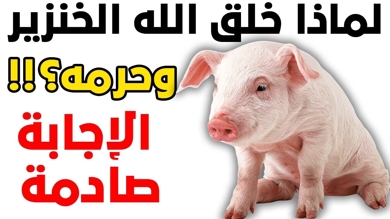 لماذا خلق الله الخنزير