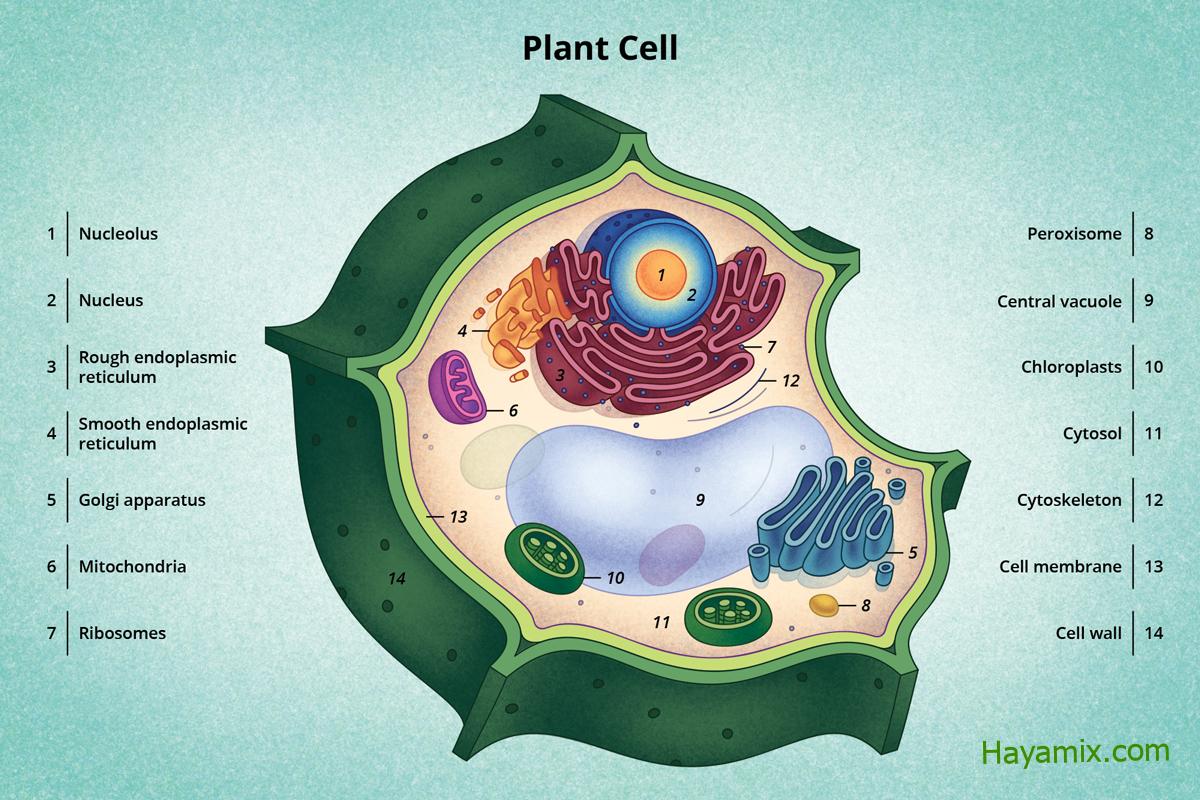الخلايا البرنشيمية parenchyma cells خلايا رقيقة الجدران- صواب أو خطأ