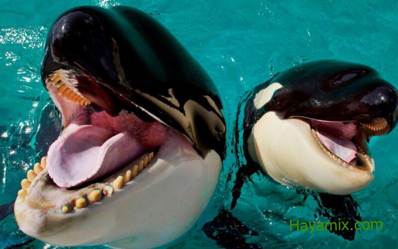 يقول العلماء إن الحيتان ذات الأسنان تستخدم أنفها لتصدر أعلى الأصوات  أخبار المناخ
