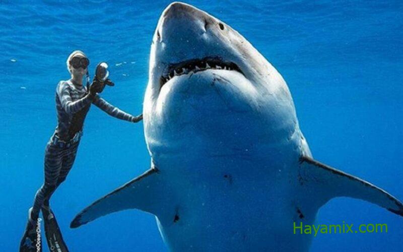 قرش الغردقة: ماذا تفعل لو هاجمتك أسماك  القرش في البحر