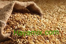 سعر الأرز والشعير اليوم في مصر 2023
